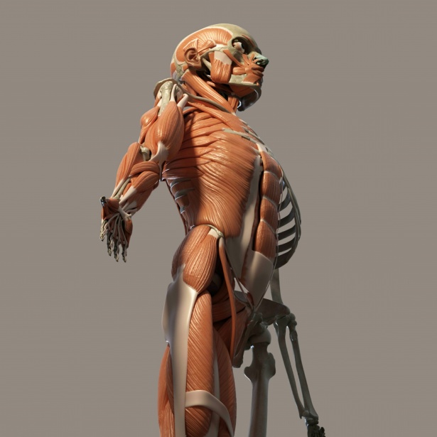 human-body